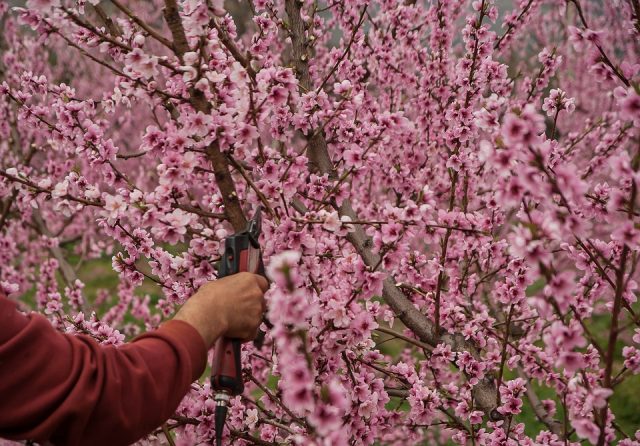 Comment embellir les arbres grâce au taillage ?